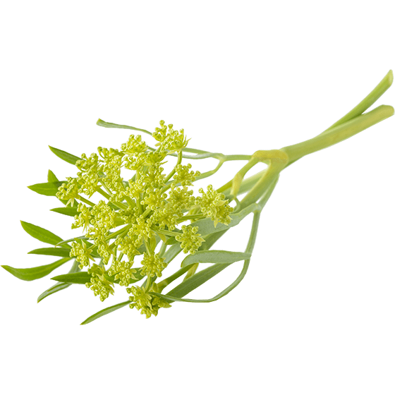 Морський фенхель